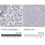 PHOX2A Antibody