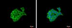 S1P1 Antibody in Immunocytochemistry (ICC/IF)