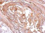 S1P1 Antibody in Immunohistochemistry (Paraffin) (IHC (P))