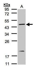 S1P1 Antibody in Western Blot (WB)