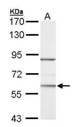 RORA Antibody in Western Blot (WB)