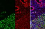 Alpha-Smooth Muscle Actin Antibody in Immunohistochemistry (Paraffin) (IHC (P))