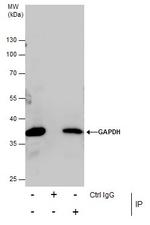 GAPDH Antibody in Immunoprecipitation (IP)