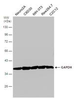 GAPDH Antibody in Western Blot (WB)