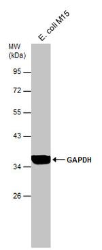 GAPDH Antibody in Western Blot (WB)