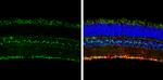 Opsin 5 Antibody in Immunohistochemistry (Frozen) (IHC (F))