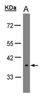 Opsin 5 Antibody in Western Blot (WB)