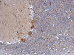 alpha-1a Adrenergic Receptor Antibody in Immunohistochemistry (Paraffin) (IHC (P))