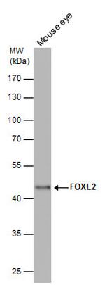 FOXL2 Antibody in Western Blot (WB)