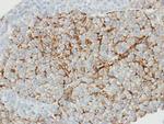 Caveolin 1 Antibody in Immunohistochemistry (Paraffin) (IHC (P))