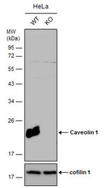 Caveolin 1 Antibody in Western Blot (WB)