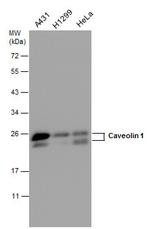 Caveolin 1 Antibody in Western Blot (WB)