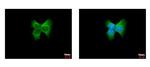 ERp57 Antibody in Immunocytochemistry (ICC/IF)