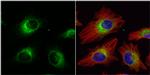 ERp57 Antibody in Immunocytochemistry (ICC/IF)