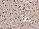 ERp57 Antibody in Immunohistochemistry (Paraffin) (IHC (P))