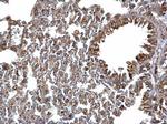 ERp57 Antibody in Immunohistochemistry (Paraffin) (IHC (P))