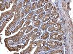 ERp57 Antibody in Immunohistochemistry (Paraffin) (IHC (P))