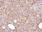 ERp57 Antibody in Immunohistochemistry (Paraffin) (IHC (P))