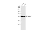 ERp57 Antibody in Western Blot (WB)