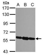 ERp57 Antibody in Western Blot (WB)