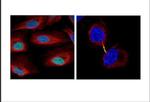 Survivin Antibody in Immunocytochemistry (ICC/IF)