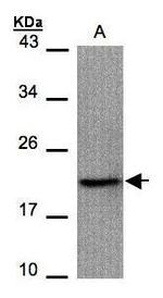 Survivin Antibody in Western Blot (WB)