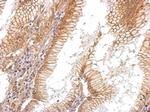 EGFR Antibody in Immunohistochemistry (Paraffin) (IHC (P))