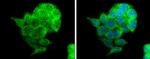 MUC1 Antibody in Immunocytochemistry (ICC/IF)