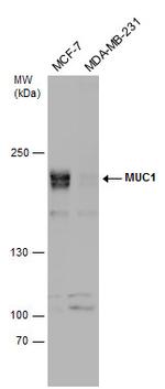 MUC1 Antibody in Western Blot (WB)