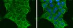 PIK3CA Antibody in Immunocytochemistry (ICC/IF)