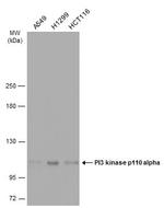 PIK3CA Antibody in Western Blot (WB)