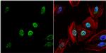 HDAC1 Antibody in Immunocytochemistry (ICC/IF)