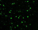 HDAC1 Antibody in Immunohistochemistry (Paraffin) (IHC (P))