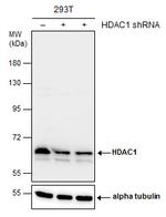 HDAC1 Antibody in Western Blot (WB)