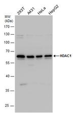 HDAC1 Antibody in Western Blot (WB)