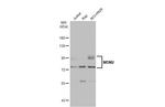 MDM2 Antibody in Western Blot (WB)