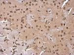 SOD1 Antibody in Immunohistochemistry (Paraffin) (IHC (P))