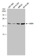 SOD1 Antibody in Western Blot (WB)