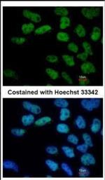 OCT4 Antibody in Immunocytochemistry (ICC/IF)