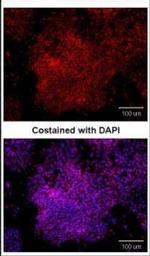 OCT4 Antibody in Immunocytochemistry (ICC/IF)