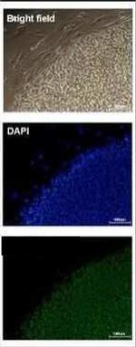 OCT4 Antibody in Immunocytochemistry (ICC/IF)