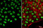 OCT4 Antibody in Immunocytochemistry (ICC/IF)