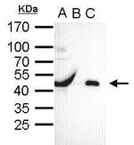 OCT4 Antibody in Immunoprecipitation (IP)