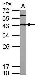 OCT4 Antibody in Western Blot (WB)