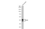 OCT4 Antibody in Western Blot (WB)