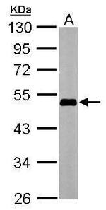 OCT4 Antibody in Western Blot (WB)