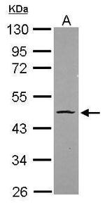 OCT4 Antibody in Western Blot (WB)