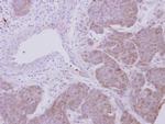 PRDX2 Antibody in Immunohistochemistry (Paraffin) (IHC (P))