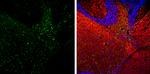 GFAP Antibody in Immunohistochemistry (Frozen) (IHC (F))