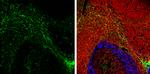 GFAP Antibody in Immunohistochemistry (Frozen) (IHC (F))